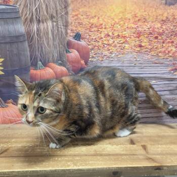Tito -  Domestic Short Hair Cat for Adoption in Normal, Illinois - Tito | PetCurious