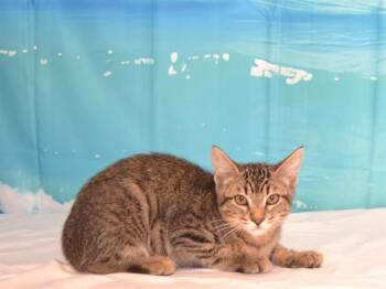 ABBY -  Abyssinian and Domestic Short Hair Cat for Adoption in Oroville, California - ABBY | PetCurious