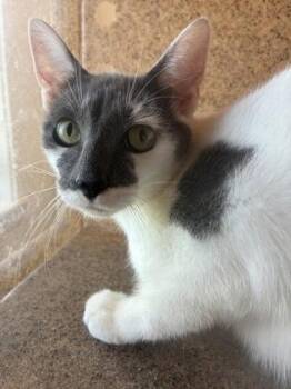 French -  Domestic Short Hair Cat for Adoption in Lafayette, Indiana - French | PetCurious