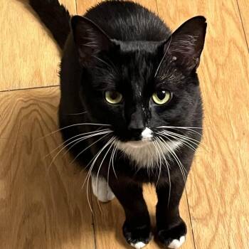 Smitten -  Domestic Short Hair Cat for Adoption in Chicago, Illinois - Smitten | PetCurious