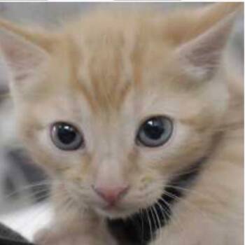Louis -  Domestic Short Hair Cat Available for Adoption in Temecula, California - Louis | PetCurious