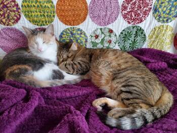 Rescue Domestic Short Hair Cats for Adoption in Minneapolis, Minnesota - Piccolo / Oboe | PetCurious