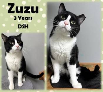 Domestic Short Hair Cats Available for Adoption in Franklin, Indiana - Zuzu | PetCurious
