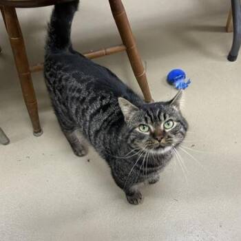 Domestic Short Hair Cats Available for Adoption - Nash | PetCurious