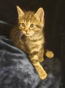 Domestic Short Hair Cats Available for Adoption in Warner Robins, Georgia - Andromeda | PetCurious
