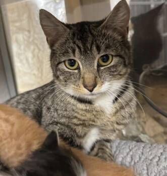 Domestic Short Hair Cats Available for Adoption in Fredericksburg, Virginia - Penny  | PetCurious