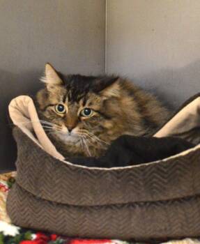 Lilly -  Domestic Long Hair Cat Available for Adoption - Lilly | PetCurious