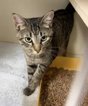 2026-45 Louis -  Domestic Short Hair Cat for Adoption in Windsor, Connecticut - 2026-45 Louis | PetCurious