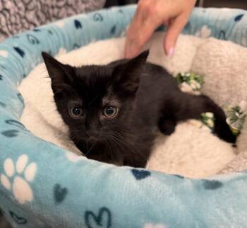 Stormy -  Domestic Short Hair Cat for Adoption in Richardson, Texas - Stormy | PetCurious