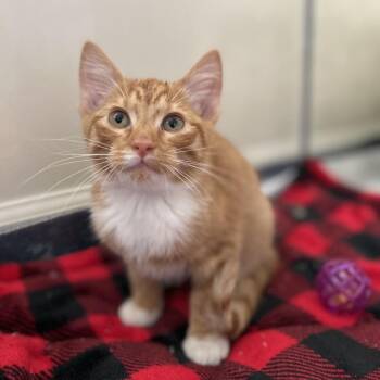 Unexpected Cheddar -  Domestic Short Hair Cat for Adoption in Fairfax Station, Virginia - Unexpected Cheddar | PetCurious