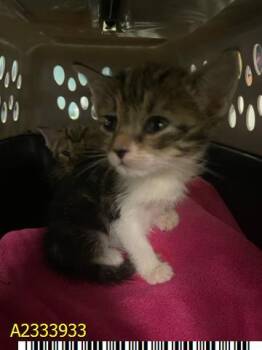 JAMIE -  Domestic Short Hair Cat for Adoption in West Palm Beach, Florida - JAMIE | PetCurious