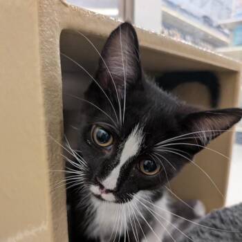 Cosmo -  Domestic Short Hair Cat for Adoption in Falls Church, Virginia - Cosmo | PetCurious