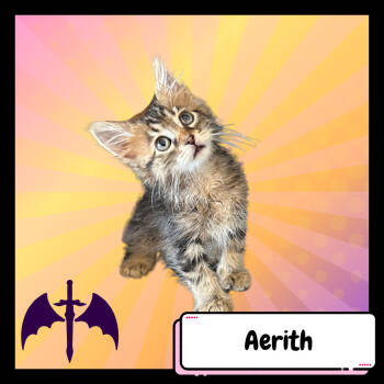 Rescue Domestic Medium Hair Cats for Adoption in Suisun City, California - Aerith Gainsborough | PetCurious