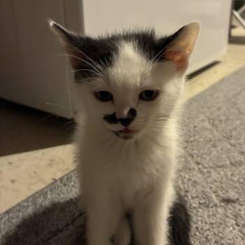 STASH -  Domestic Short Hair Cat for Adoption in Ben Avon, Pennsylvania - STASH | PetCurious