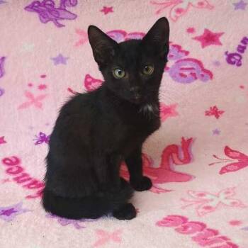 Coke -  Domestic Short Hair Cat for Adoption in Valdosta, Georgia - Coke | PetCurious