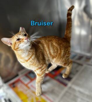 Rescue Domestic Short Hair Cats for Adoption in Jim Thorpe, Pennsylvania - Bruiser | PetCurious