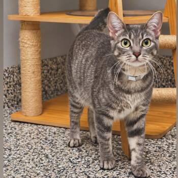 Penelope -  Domestic Short Hair Cat for Adoption in Syosset, New York - Penelope | PetCurious