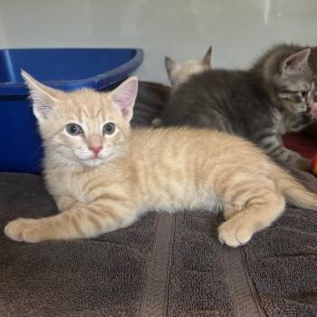 Domestic Short Hair Cats Available for Adoption - Crocus | PetCurious