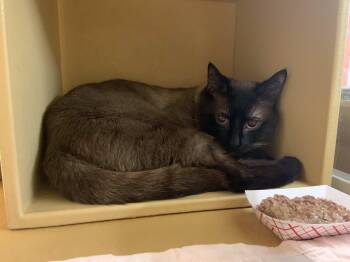 Siamese Cats Available for Adoption in Worcester, Massachusetts - Leo | PetCurious