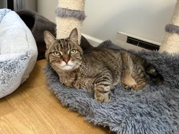 Lilly -  Domestic Short Hair Cat for Adoption in Burlington, Vermont - Lilly | PetCurious