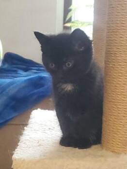 Domestic Short Hair Cats Available for Adoption in Columbus, Indiana - Harvest | PetCurious