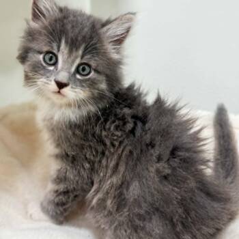 Osko -  Domestic Long Hair Cat for Adoption in Rochester, Minnesota - Osko | PetCurious