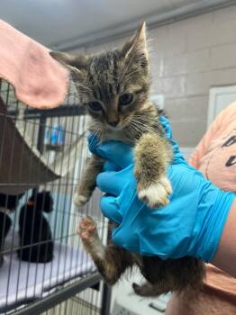 Domestic Short Hair Cats Available for Adoption in Blountville, Tennessee - Finley | PetCurious