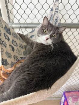 Dot (now Gem) -  Domestic Short Hair Cat Available for Adoption in Waverly, New York - Dot (now Gem) | PetCurious