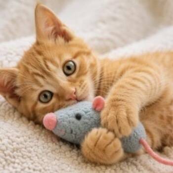 Rusty -  Domestic Short Hair Cat for Adoption in Denver, Colorado - Rusty | PetCurious