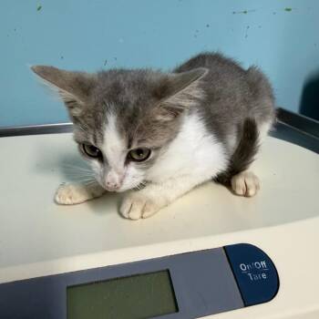 Mellow -  Domestic Short Hair Cat for Adoption in Jefferson City, Tennessee - Mellow | PetCurious