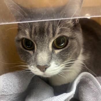 Domestic Short Hair Cats Available for Adoption in Reno, Nevada - Sam | PetCurious