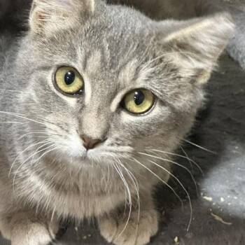 Tiffany -  Domestic Short Hair Cat for Adoption in Lakeville, Minnesota - Tiffany | PetCurious