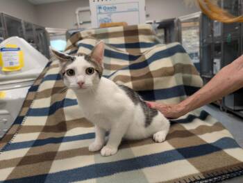 Marty McFly -  Domestic Short Hair Cat for Adoption in Rowlett, Texas - Marty McFly | PetCurious