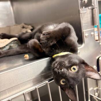 Robin -  Domestic Short Hair Cat for Adoption in Spokane, Washington - Robin | PetCurious