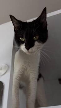 26-552 -  Domestic Short Hair Cat for Adoption in Barnesville, Georgia - 26-552 | PetCurious