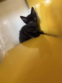 Anthony Bridgerton -  Domestic Medium Hair Cat for Adoption in El Paso, Texas - Anthony Bridgerton | PetCurious