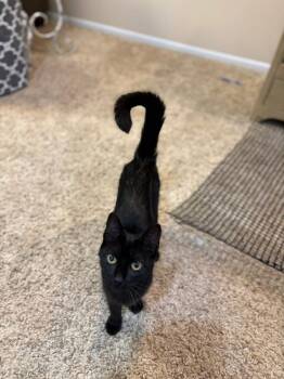 Rescue Domestic Short Hair Cats for Adoption in Mokena, Illinois - June Bug | PetCurious