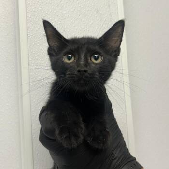 Frat Boy -  Domestic Short Hair Cat for Adoption in Abilene, Texas - Frat Boy | PetCurious