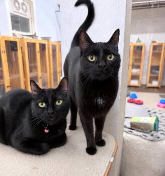 Tulibee and Blossom -  American Shorthair Cat for Adoption in Philadelphia, Pennsylvania - Tulibee And Blossom | PetCurious