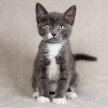 Lucas (Green) -  Domestic Short Hair Cat for Adoption in Sunnyvale, California - Lucas (Green) | PetCurious