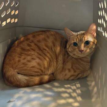 French Fry -  Domestic Short Hair Cat for Adoption in Charlottesville, Virginia - French Fry | PetCurious