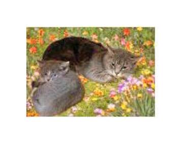 Rescue Domestic Short Hair Cats for Adoption in Portsmouth, Ohio - Wallflower | PetCurious