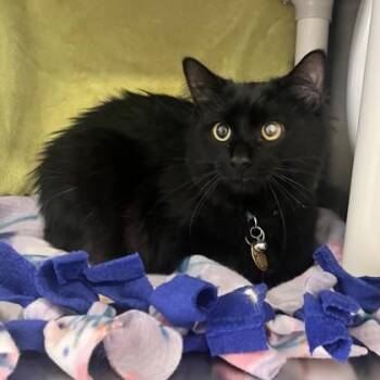 Tori -  Domestic Long Hair Cat for Adoption in Lansing, Michigan - Tori | PetCurious