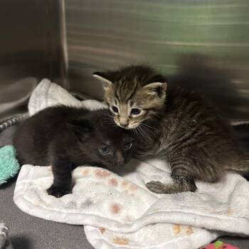 Domestic Short Hair Cats Available for Adoption in Titusville, Florida - Clyde | PetCurious