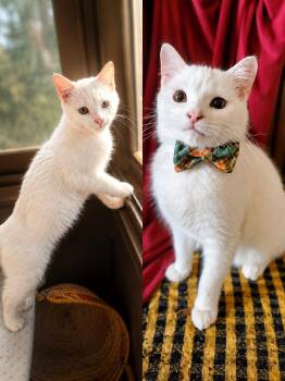 Frost - Small cat -  Turkish Van Cat for Adoption in Brampton, Ontario - Frost - Small Cat | PetCurious