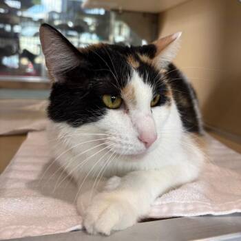 Autumn -  Domestic Medium Hair Cat for Adoption in Leander, Texas - Autumn | PetCurious