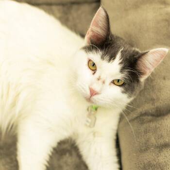 Leo -  Domestic Medium Hair Cat for Adoption in Lakewood, Colorado - Leo | PetCurious