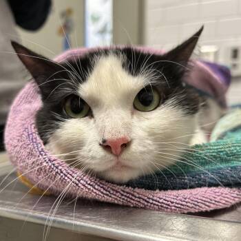 Domestic Short Hair Cats Available for Adoption in Pittsburgh, Pennsylvania - Brooke | PetCurious