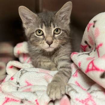 Rescue Domestic Short Hair Cats for Adoption in Cumming, Georgia - Meliora | PetCurious