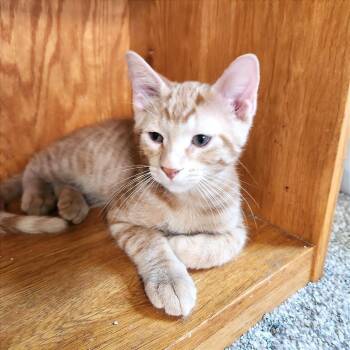 Fraser -  Domestic Short Hair Cat for Adoption in Albert Lea, Minnesota - Fraser | PetCurious